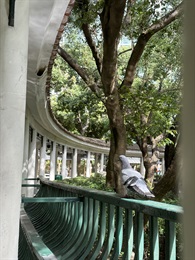 胡嘉怡 (优异奖) - 白鸽选择在林木中休息，可见城市林木不仅塑造了优美的城市景观，还为动物们创造了怡人的户外生活空间。为野生动物提供了休憩、栖息的地方。